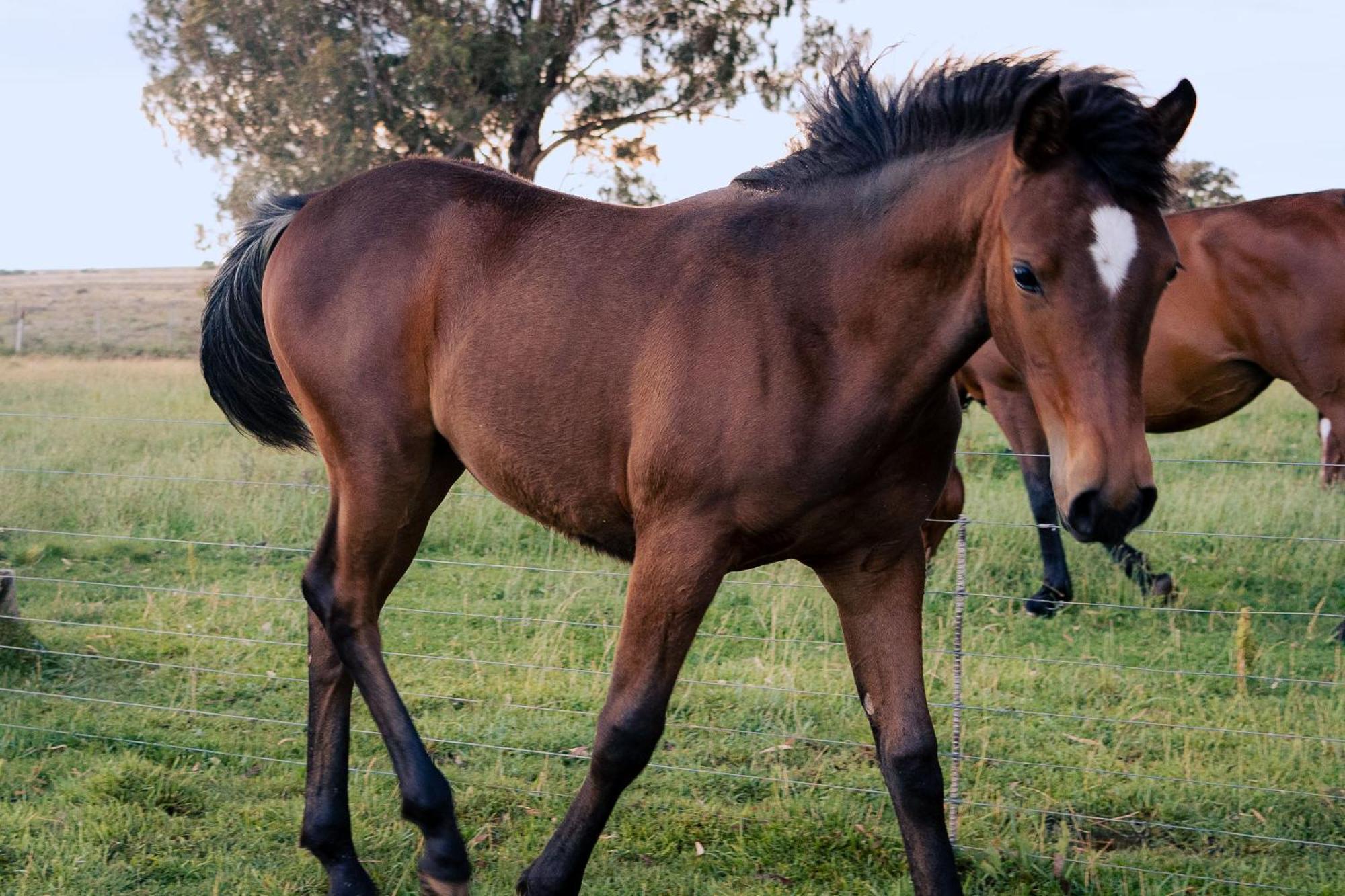 Garingboom Guest Farm Vakantieboerderij *